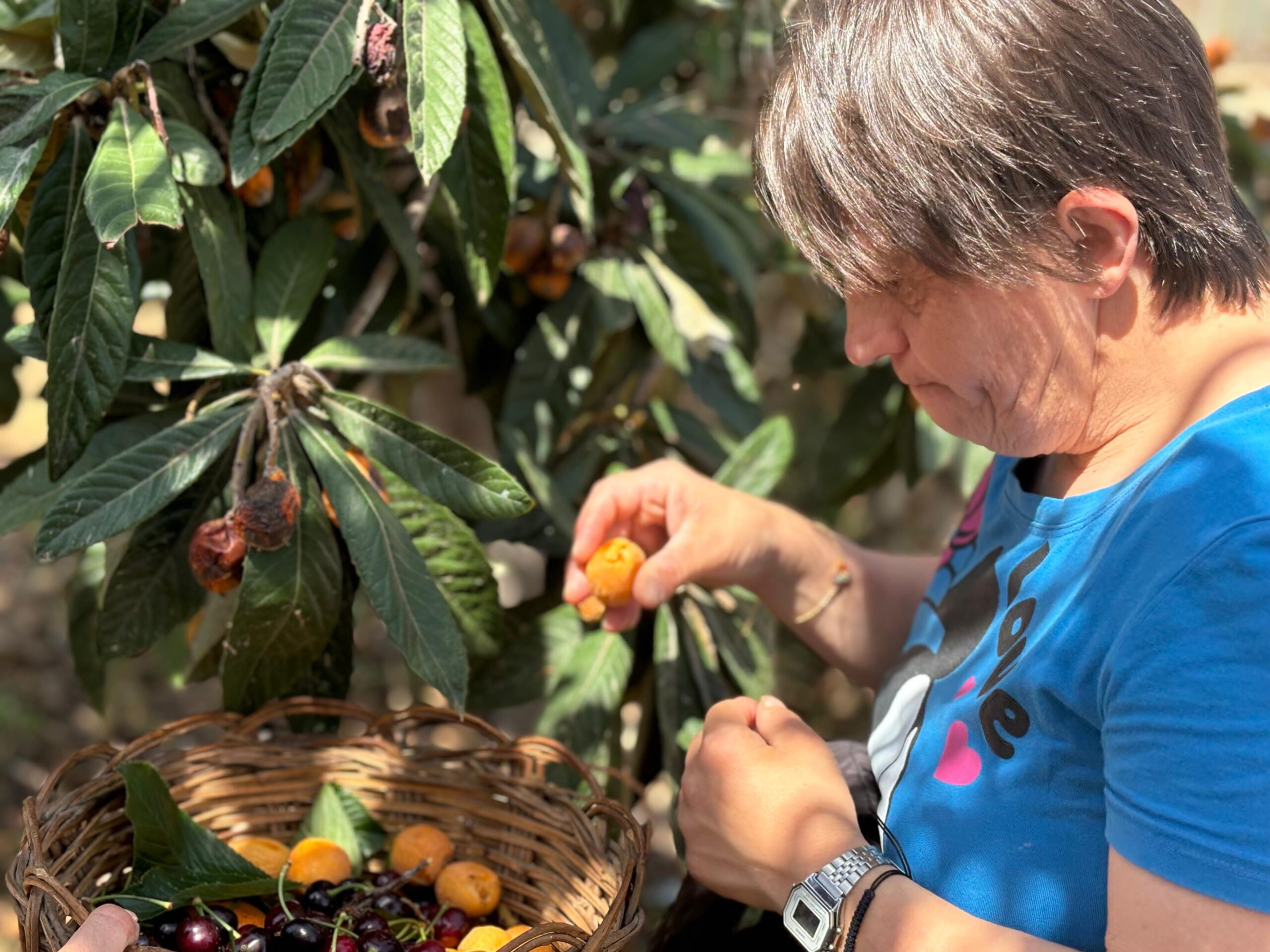 LA RACCOLTA DEI FRUTTI: IL PIACERE DI VEDERE CRESCERE CIÒ CHE SEMINIAMO